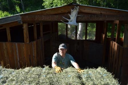 Pete unloading hay